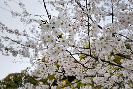 北の丸公園の桜